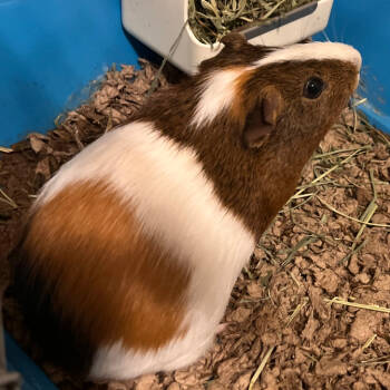 Rescue Guinea Pig Guinea Pigs for Adoption in Biltmore Forest, North Carolina - Podrick | PetCurious